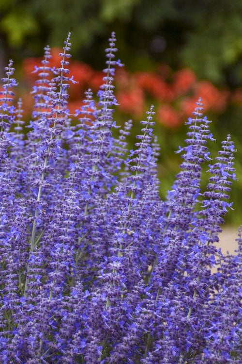  Denim N' Lace Russian Sage (Perovskia) - 6 Pack Of 1 Gallon Pots