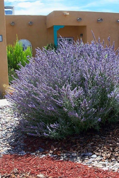  Russian Sage (Perovskia Atriplicifolia) - 1 Gallon Pot