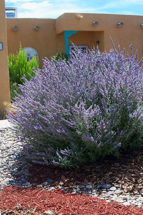  Russian Sage (Perovskia Atriplicifolia) - 1 Gallon Pot