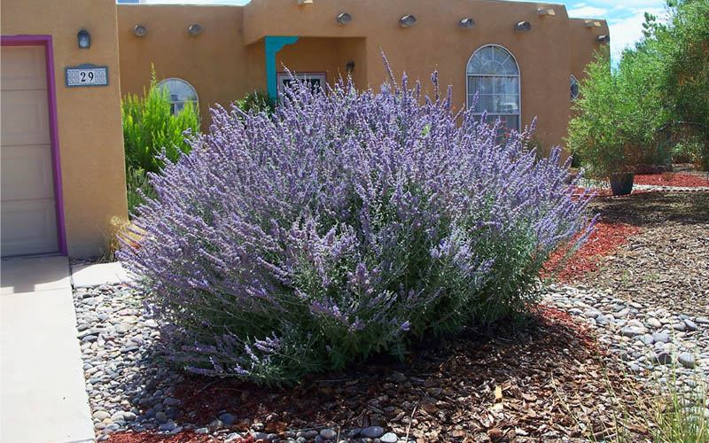  Russian Sage (Perovskia Atriplicifolia) - 1 Gallon Pot