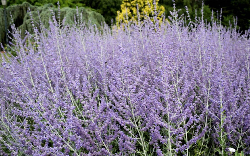  Russian Sage (Perovskia Atriplicifolia) - 1 Gallon Pot