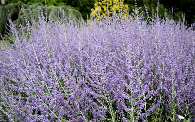  Russian Sage (Perovskia Atriplicifolia) - 1 Gallon Pot