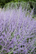  Russian Sage (Perovskia Atriplicifolia) - 1 Gallon Pot