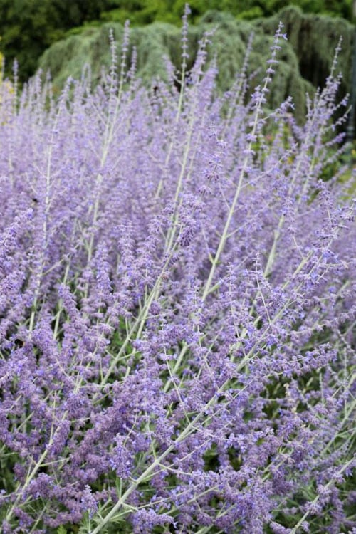  Russian Sage (Perovskia Atriplicifolia) - 1 Gallon Pot