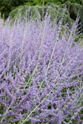  Russian Sage (Perovskia Atriplicifolia) - 1 Gallon Pot
