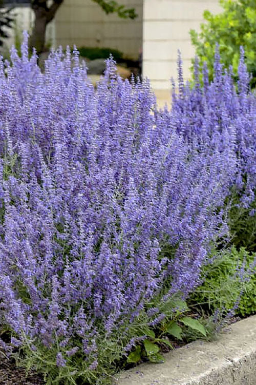  CrazyBlue Russian Sage (Perovskia) - 1 Gallon Pot