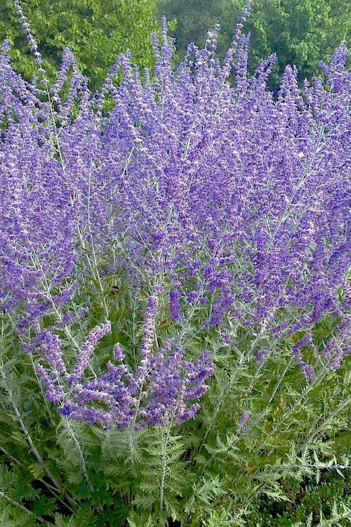  CrazyBlue Russian Sage (Perovskia) - 1 Gallon Pot