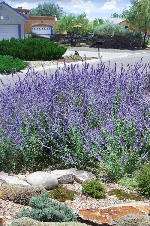  CrazyBlue Russian Sage (Perovskia) - 1 Gallon Pot