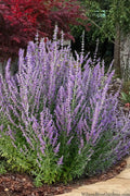  Sage Advice Russian Sage - 1 Gallon