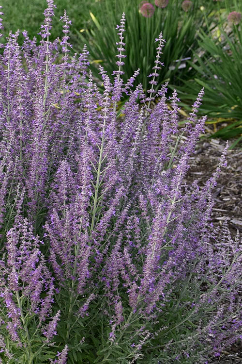  Sage Advice Russian Sage - 1 Gallon Pot