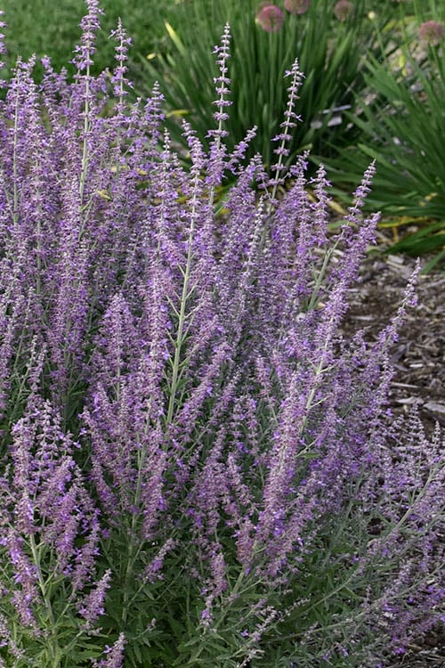  Sage Advice Russian Sage - 1 Gallon