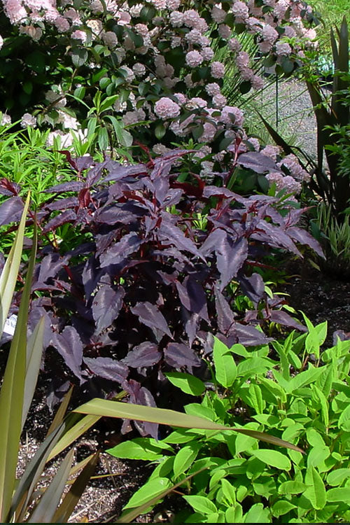  Red Dragon Persicaria (Fleeceflower) - 1 Gallon Pot