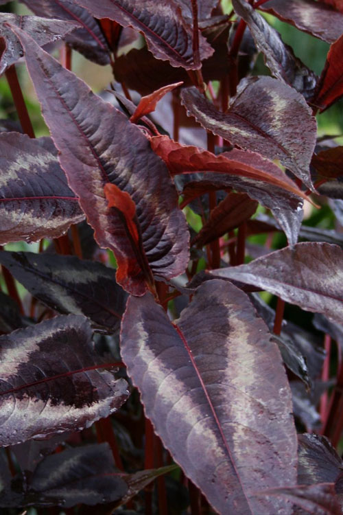  Red Dragon Persicaria (Fleeceflower) - 6 Pack Of 1 Gallon Pots