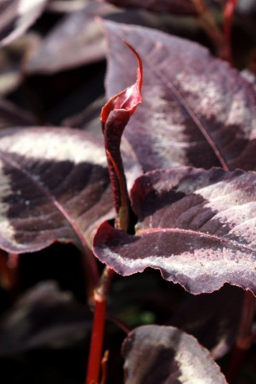  Red Dragon Persicaria (Fleeceflower) - 6 Pack Of 1 Gallon Pots