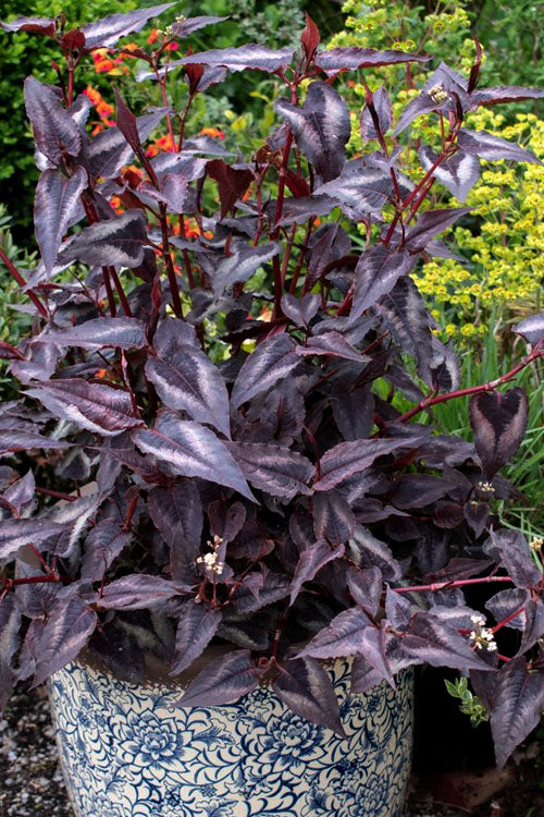  Red Dragon Persicaria (Fleeceflower) - 1 Gallon Pot