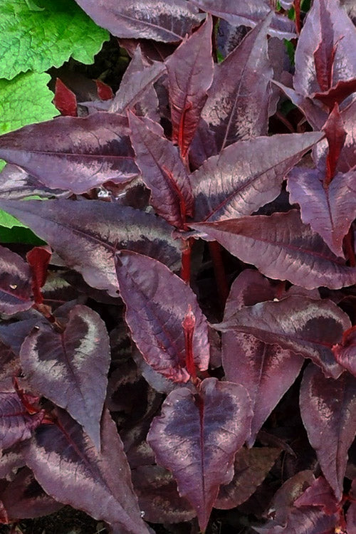  Red Dragon Persicaria (Fleeceflower) - 6 Pack Of 1 Gallon Pots