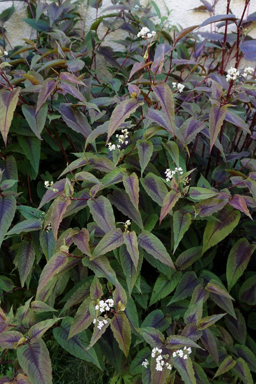  Red Dragon Persicaria (Fleeceflower) - 1 Gallon Pot