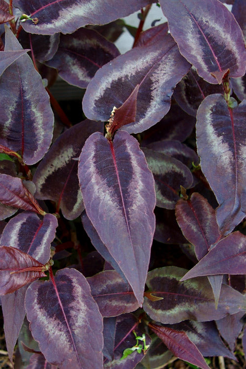  Red Dragon Persicaria (Fleeceflower) - 1 Gallon Pot