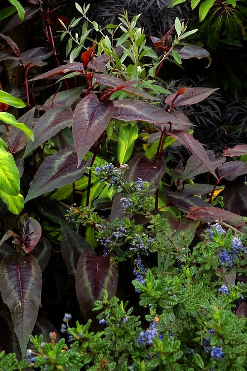  Red Dragon Persicaria (Fleeceflower) - 1 Gallon Pot