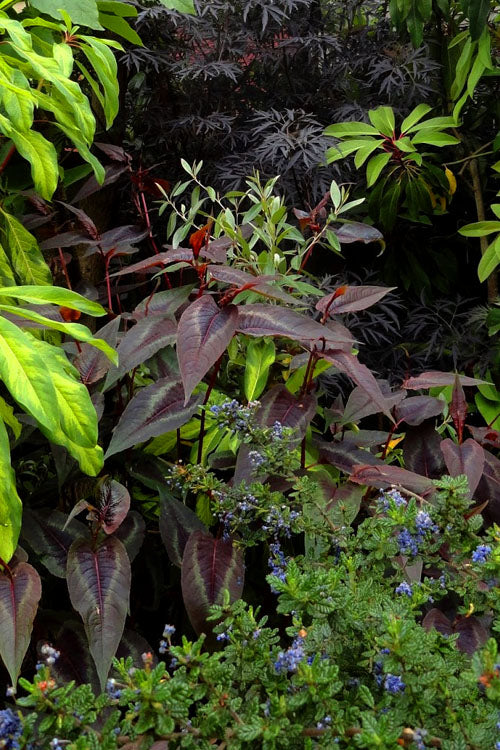  Red Dragon Persicaria (Fleeceflower) - 1 Gallon Pot