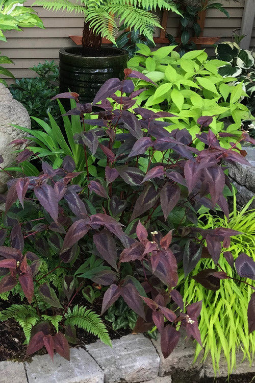  Red Dragon Persicaria (Fleeceflower) - 1 Gallon Pot