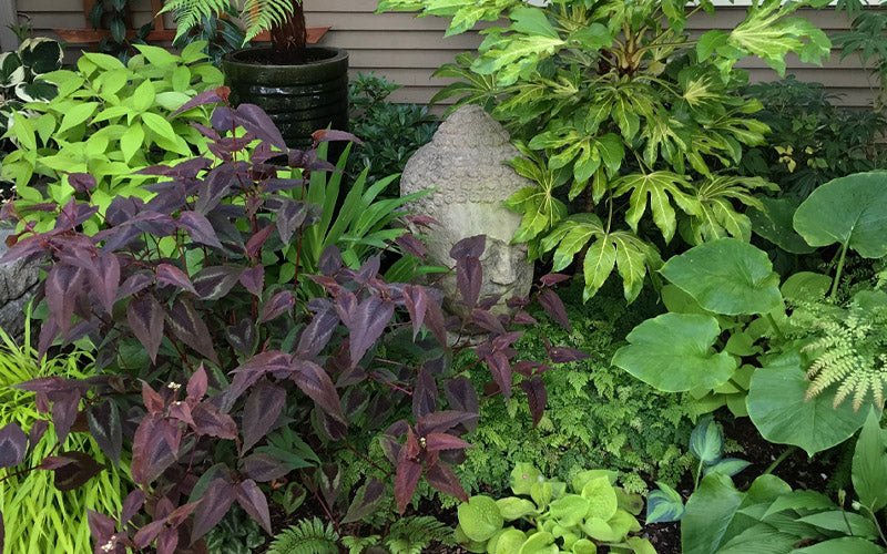  Red Dragon Persicaria (Fleeceflower) - 1 Gallon Pot