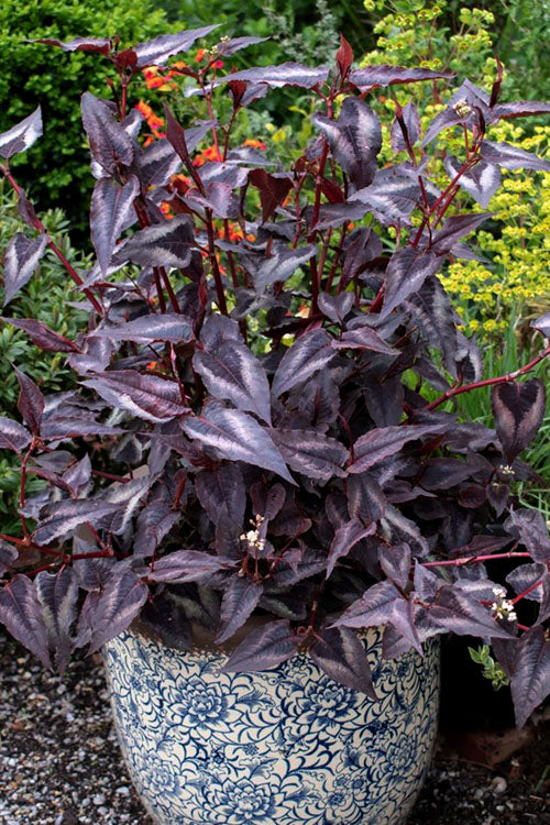  Red Dragon Persicaria (Fleeceflower) - 1 Gallon Pot