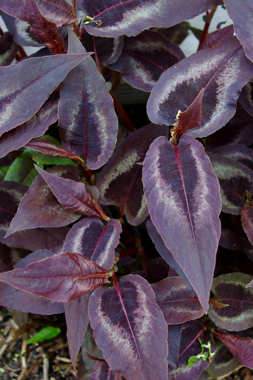  Red Dragon Persicaria (Fleeceflower) - 6 Pack Of 1 Gallon Pots