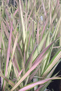  Strawberries And Cream Ribbon Grass - Phalaris Arundinacea - 3 Gallon Pot