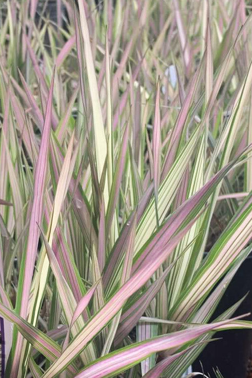  Strawberries And Cream Ribbon Grass - Phalaris Arundinacea - 3 Gallon Pot