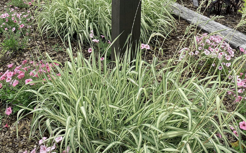  Strawberries And Cream Ribbon Grass - Phalaris Arundinacea - 3 Gallon Pot