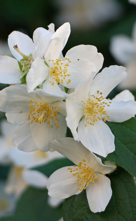  Sweet Mock Orange (Philadelphus Coronarius) - 3 Gallon Pot