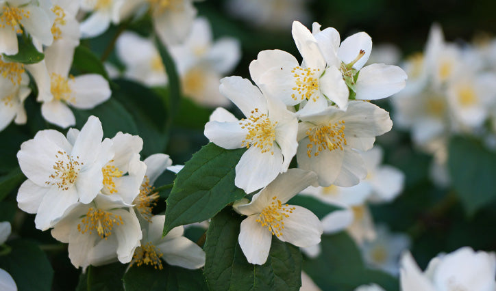  Sweet Mock Orange (Philadelphus Coronarius) - 3 Gallon Pot