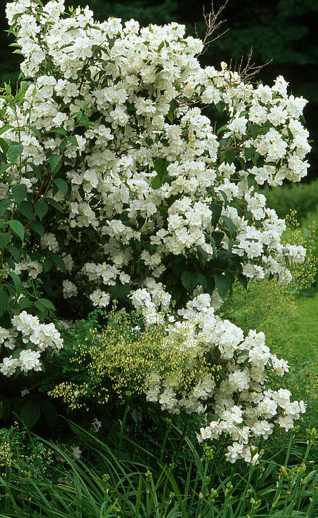  Sweet Mock Orange (Philadelphus Coronarius) - 3 Gallon Pot