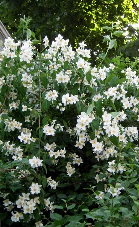  Sweet Mock Orange (Philadelphus Coronarius) - 3 Gallon Pot