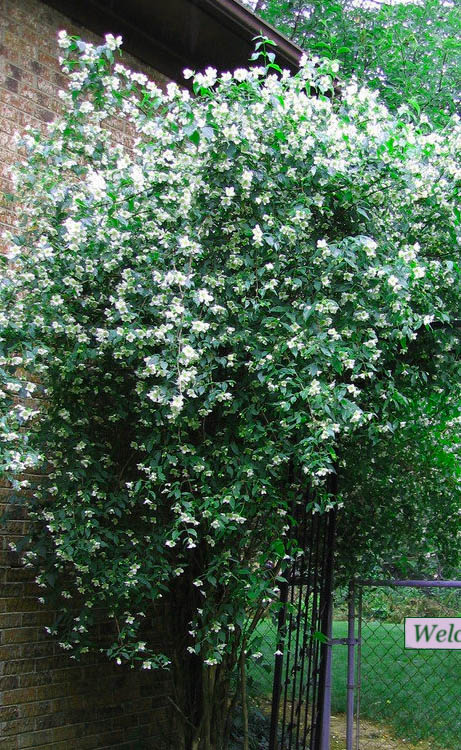 Sweet Mock Orange (Philadelphus Coronarius) - 3 Gallon Pot