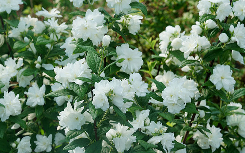  Illuminati Arch Mock Orange (Philadelphus Coronarius) - 3 Gallon Pot