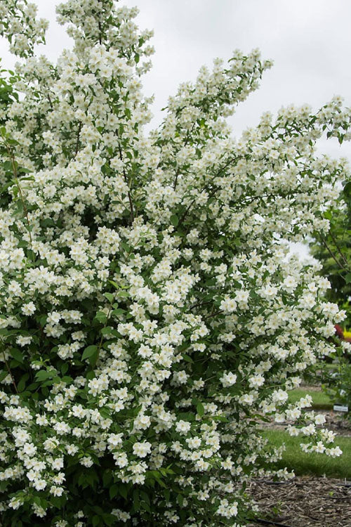  Blizzard Mock Orange (Philadelphus) - 2 Gallon Pot