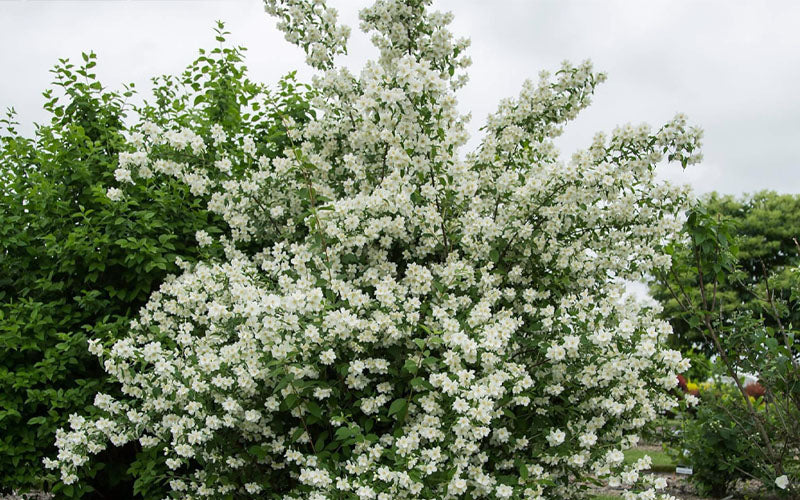  Blizzard Mock Orange (Philadelphus) - 2 Gallon Pot