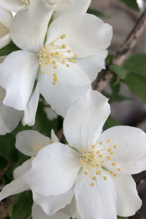  Blizzard Mock Orange (Philadelphus) - 3 Gallon Pot