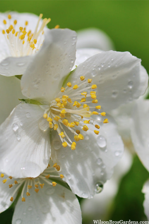  Blizzard Mock Orange (Philadelphus) - 2 Gallon Pot