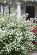  Blizzard Mock Orange (Philadelphus) - 3 Gallon Pot