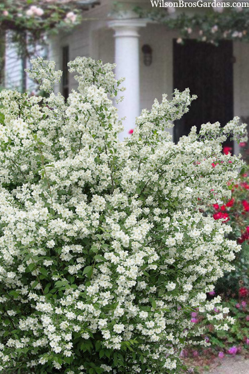  Blizzard Mock Orange (Philadelphus) - 3 Gallon Pot