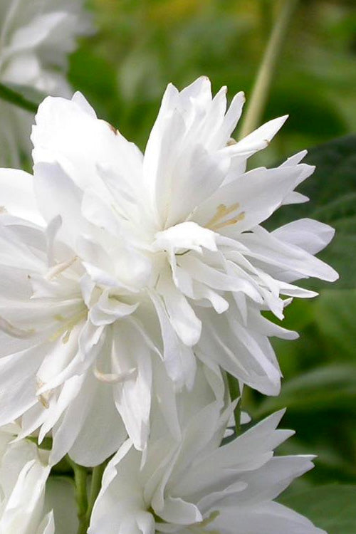  Minnesota Snowflake Mock Orange (Philadelphus) - 1 Gallon Pot
