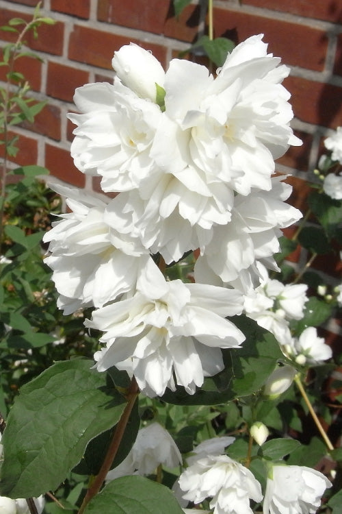  Minnesota Snowflake Mock Orange (Philadelphus) - 1 Gallon Pot