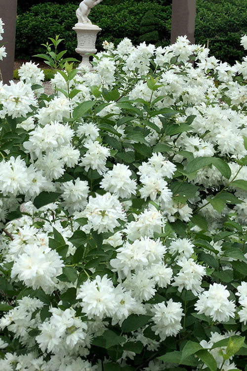  Minnesota Snowflake Mock Orange (Philadelphus) - 1 Gallon Pot