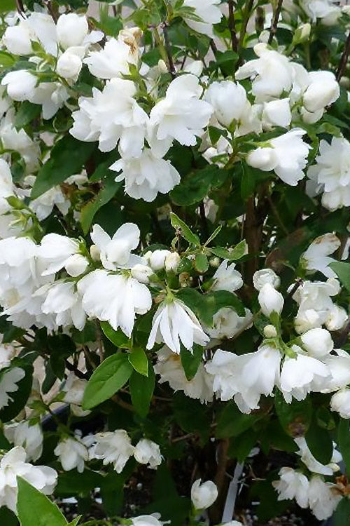  Snowbelle Mock Orange (Philadelphus) - 3 Gallon Pot