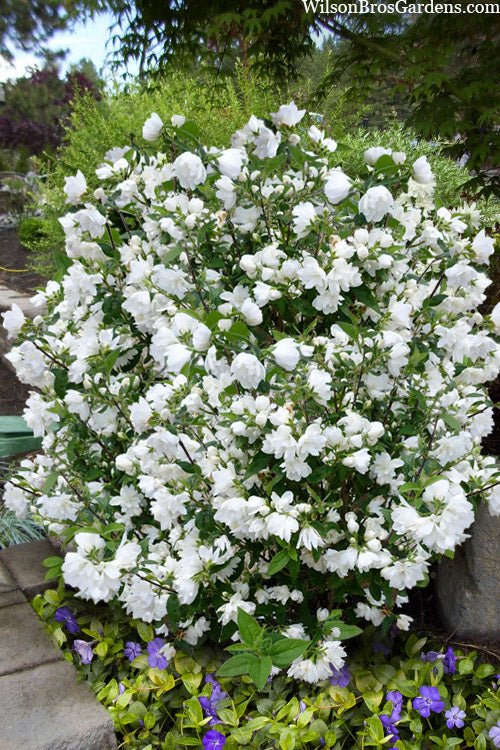  Snowbelle Mock Orange (Philadelphus) - 3 Gallon Pot