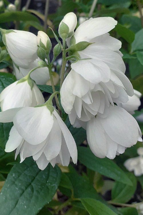  Snowbelle Mock Orange (Philadelphus) - 3 Gallon Pot