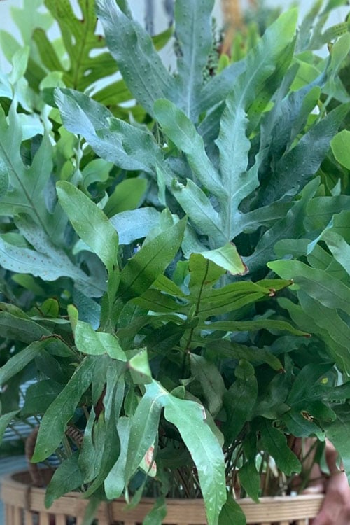  Blue Star Fern - 1 Gallon Pot 
